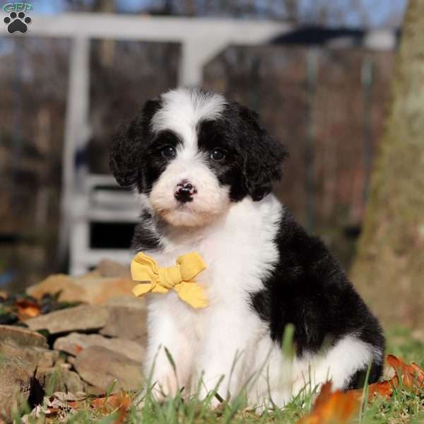 Joshua, Sheepadoodle Puppy